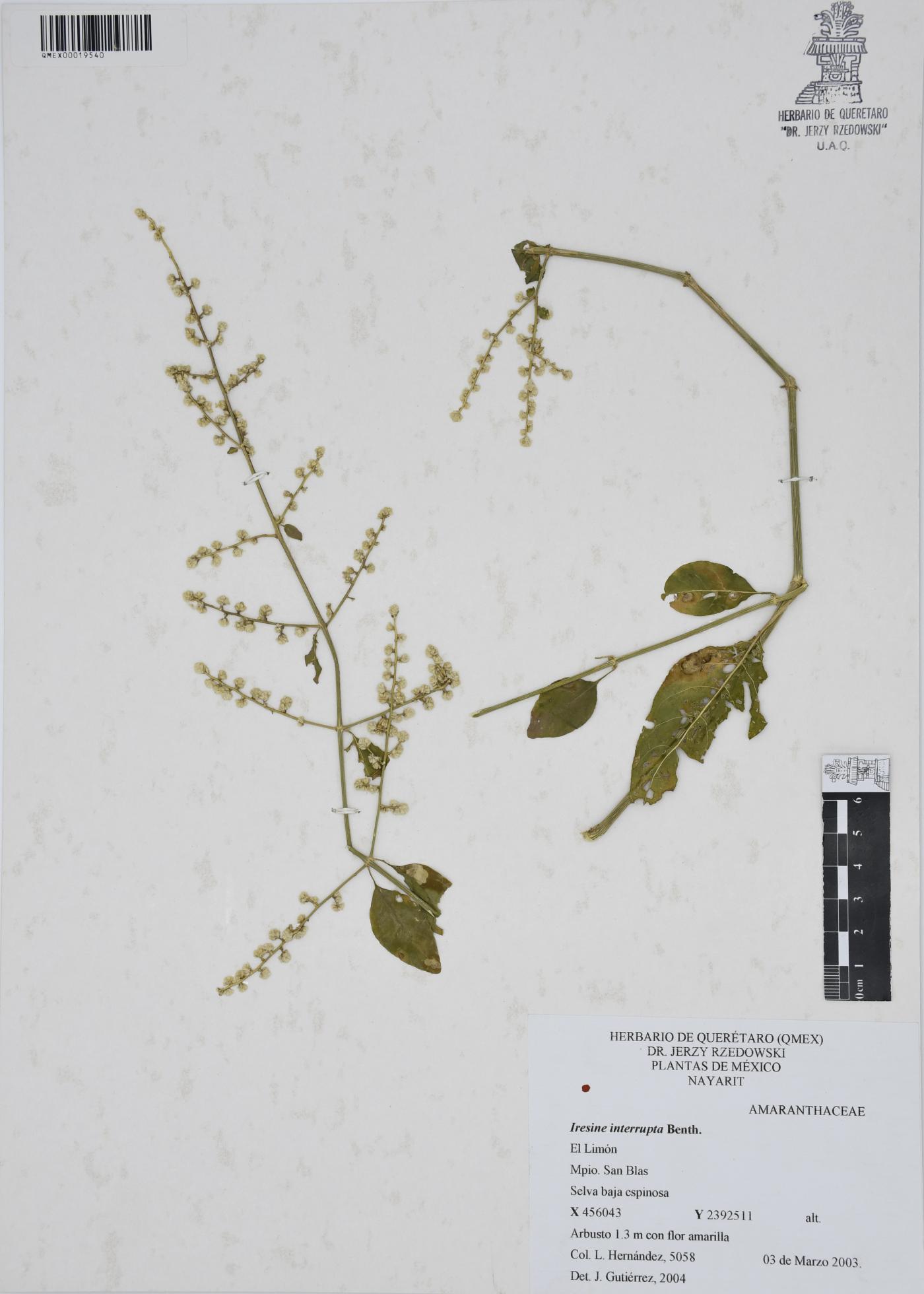 Iresine interrupta image
